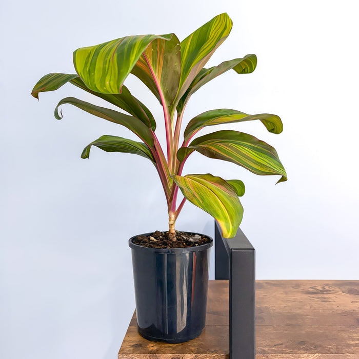 Cordyline Willy's Gold | The Plant Boys