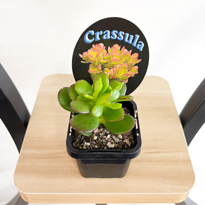Crassula Hobbit