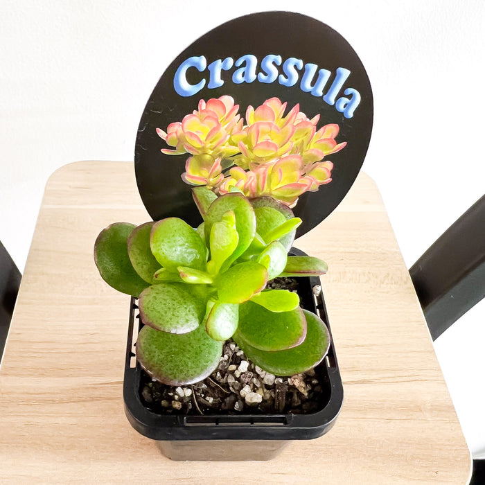 Crassula Hobbit