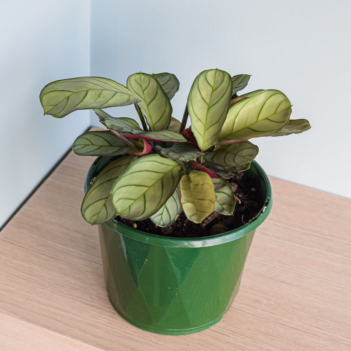 Ctenanthe Burle-Marxii Amagris | The Plant Boys