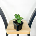 66mm Pot
