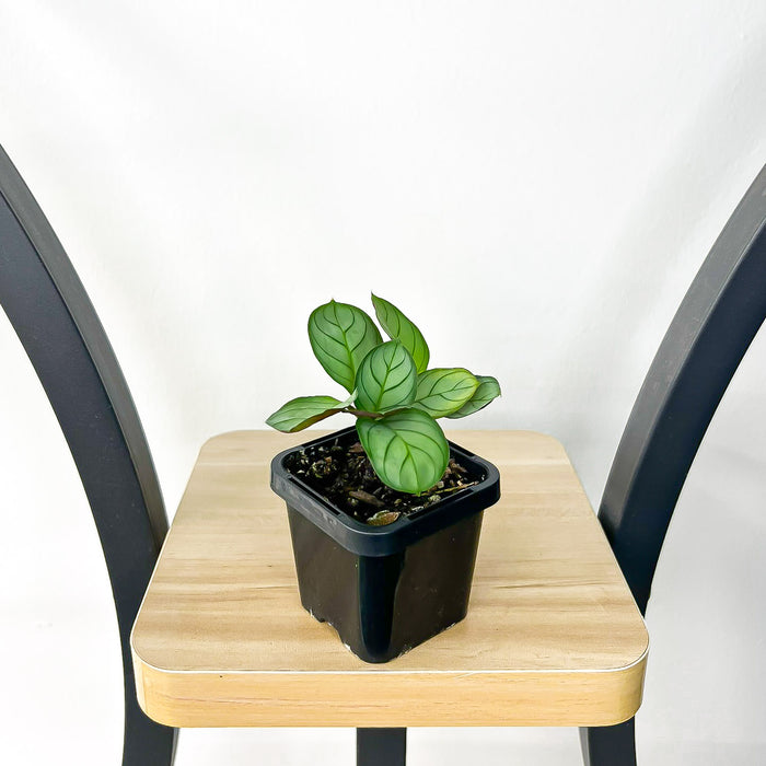 66mm Pot