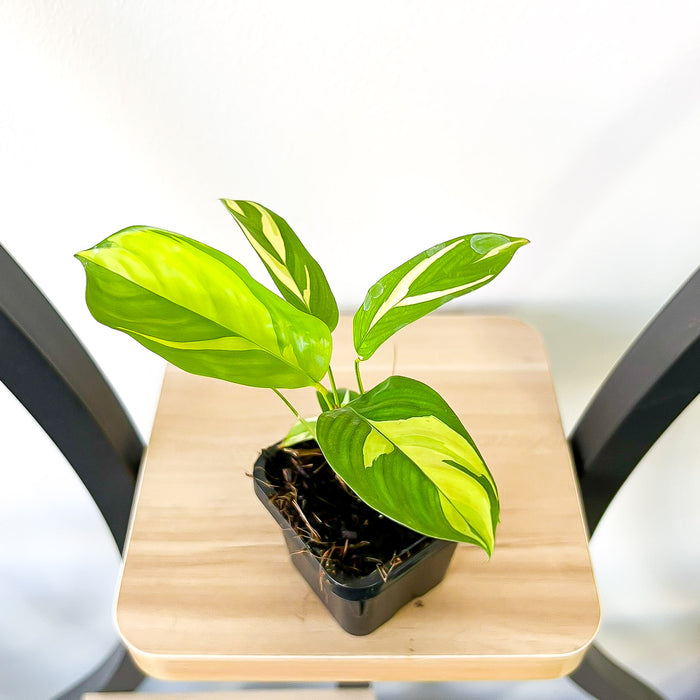 Ctenanthe Golden Mosaic