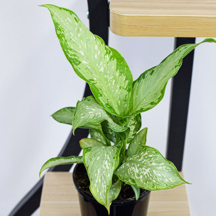 Dieffenbachia Tropical Tiki