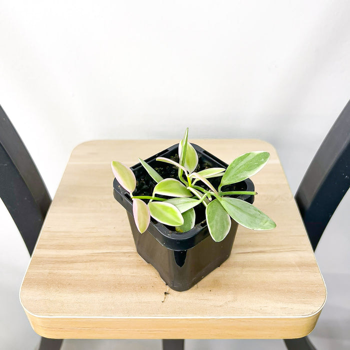Dischidia Oiantha Variegated | The Plant Boys