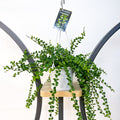Dischidia Ruscifolia | The Plant Boys