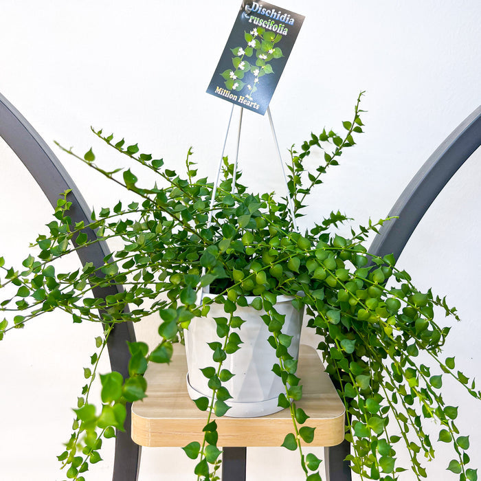 Dischidia Ruscifolia | The Plant Boys