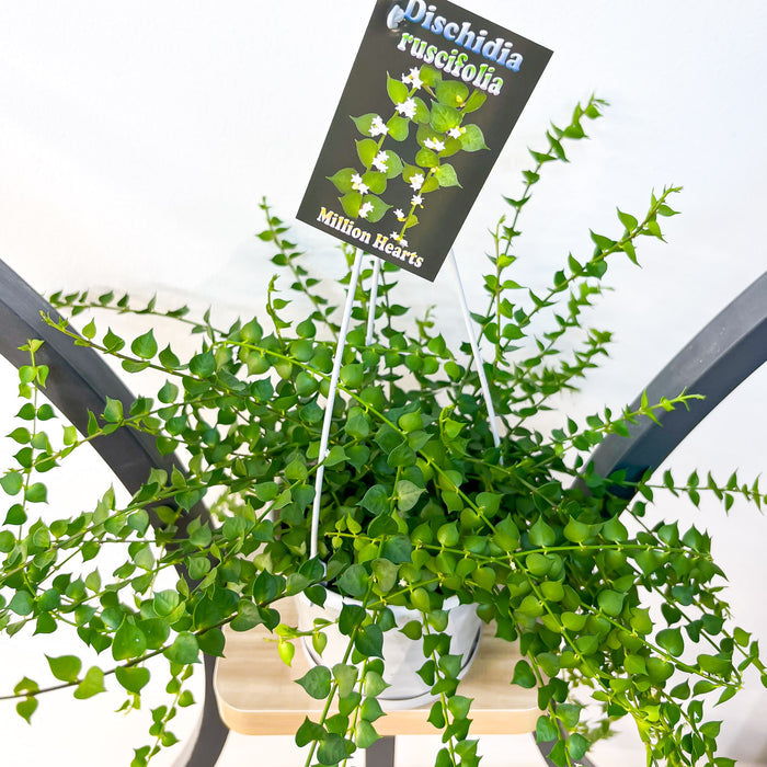 Dischidia Ruscifolia | The Plant Boys