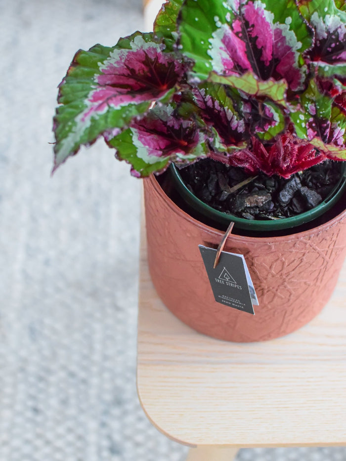 Diwali Pot | The Plant Boys