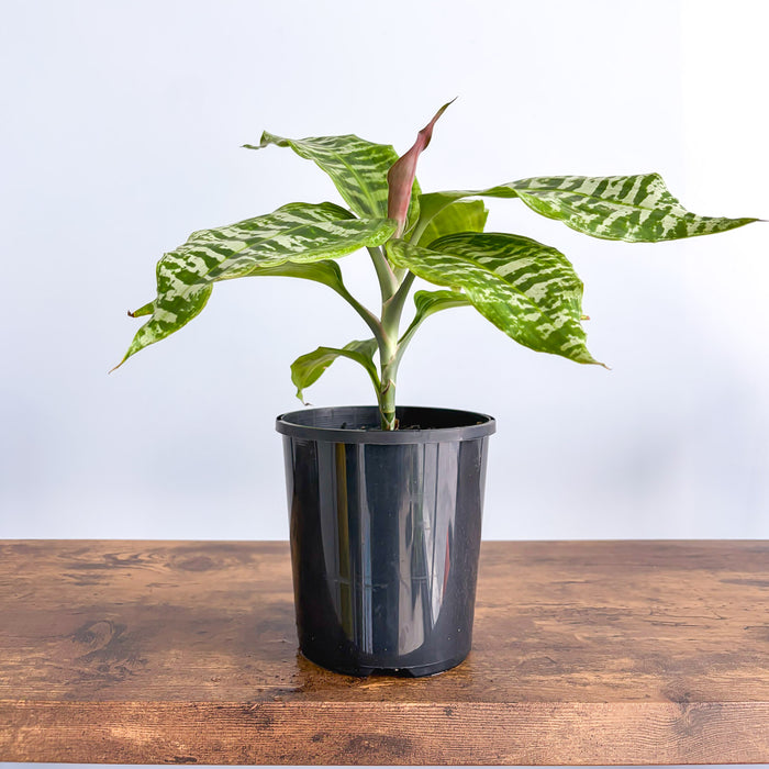 Dracaena Goldieana | The Plant Boys