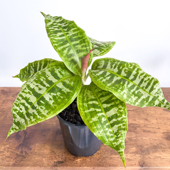 Dracaena Goldieana | The Plant Boys