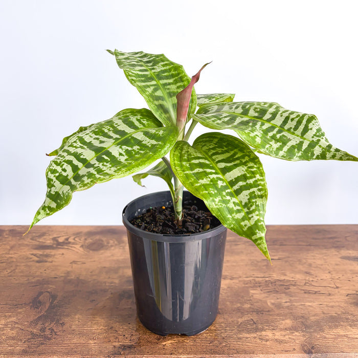 Dracaena Goldieana | The Plant Boys