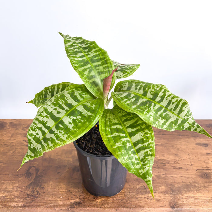 Dracaena Goldieana | The Plant Boys