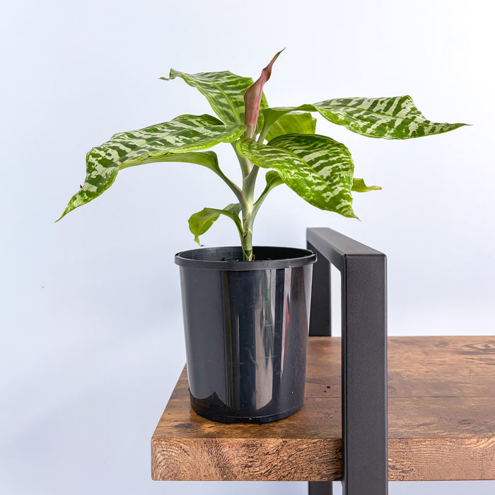 Dracaena Goldieana | The Plant Boys