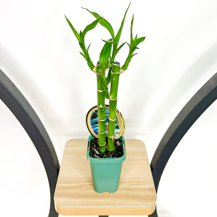Dracaena Sanderiana Lucky Bamboo (2 Stalk)