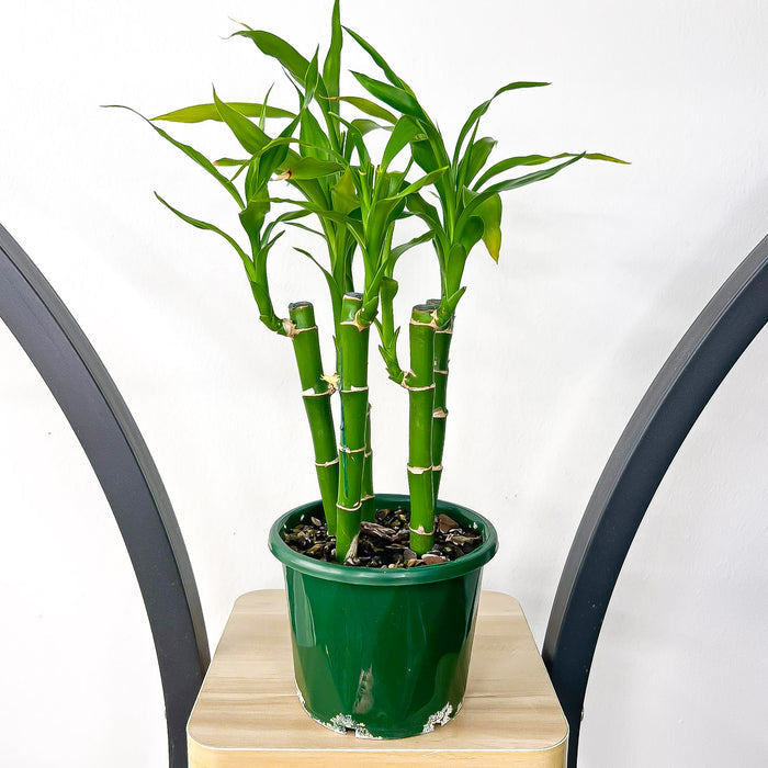 Dracaena Sanderiana Lucky Bamboo (5 Stalk) | The Plant Boys
