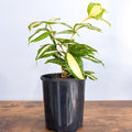 Dracaena Surculosa Milky Way | The Plant Boys