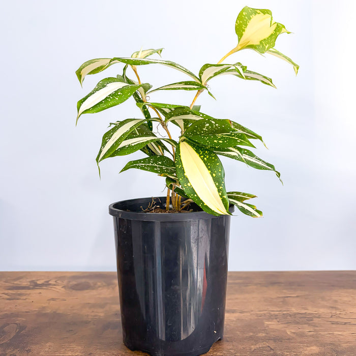 Dracaena Surculosa Milky Way | The Plant Boys