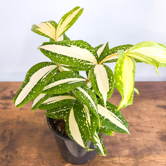 Dracaena Surculosa Milky Way | The Plant Boys