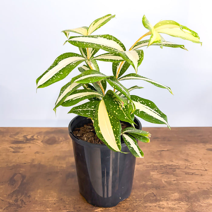 Dracaena Surculosa Milky Way | The Plant Boys