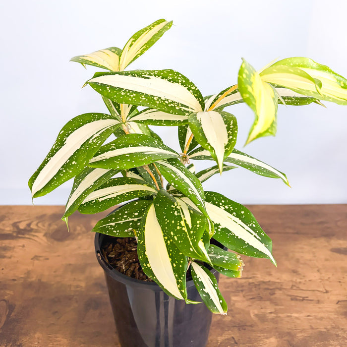 Dracaena Surculosa Milky Way | The Plant Boys