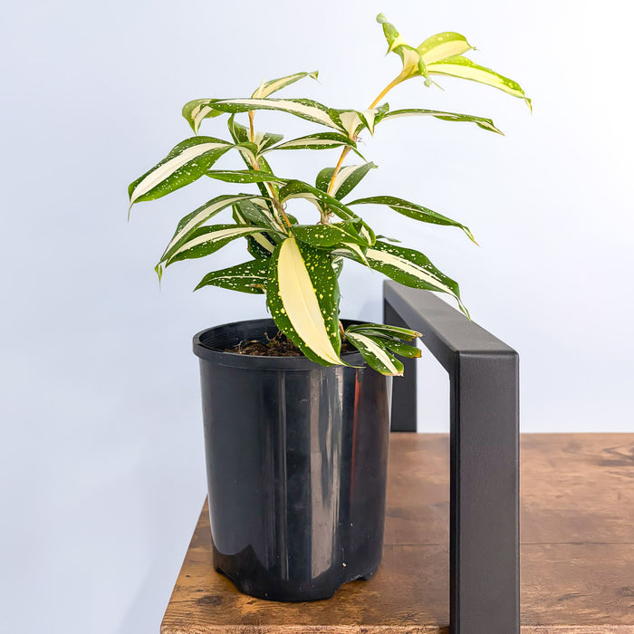 Dracaena Surculosa Milky Way | The Plant Boys