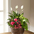Dream in Pink Dishgarden – BUEHLER'S FLORAL, Wooster OH