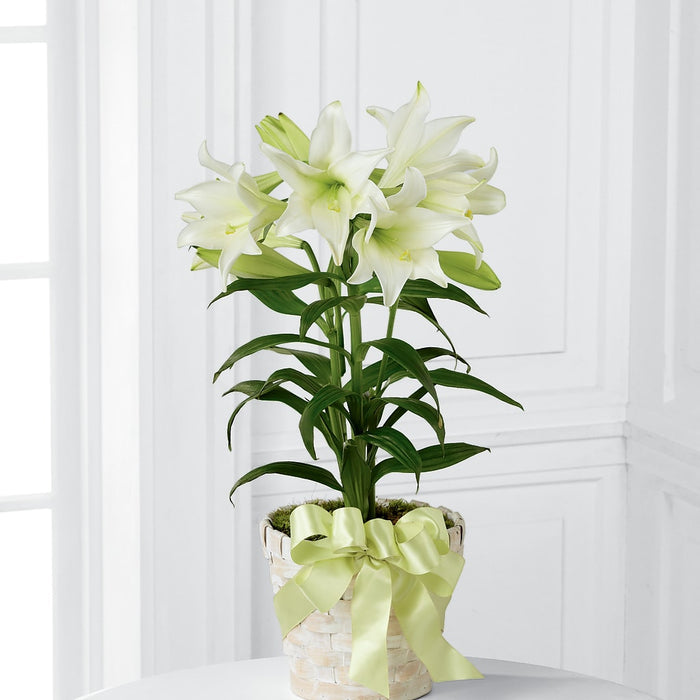Easter Lily Plant – BUEHLER'S FLORAL, Wooster OH