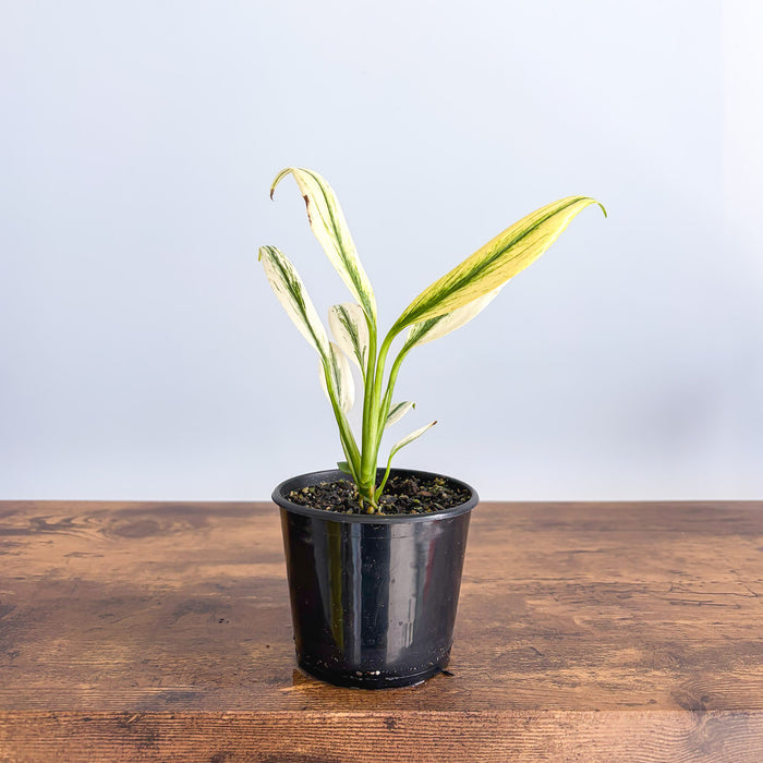 Epipremnum Amplissimum Silver | The Plant Boys