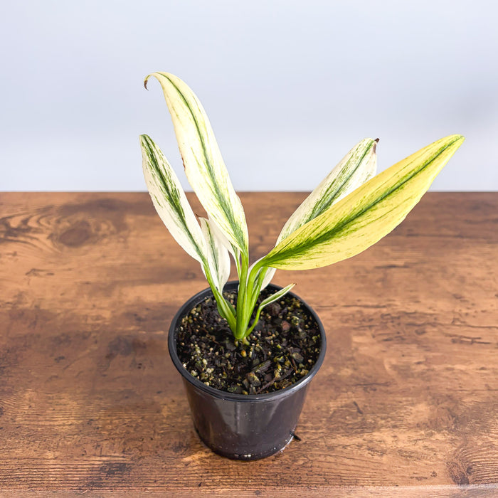 Epipremnum Amplissimum Silver | The Plant Boys