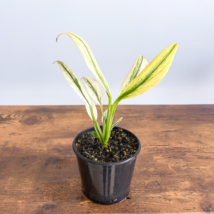 Epipremnum Amplissimum Silver | The Plant Boys