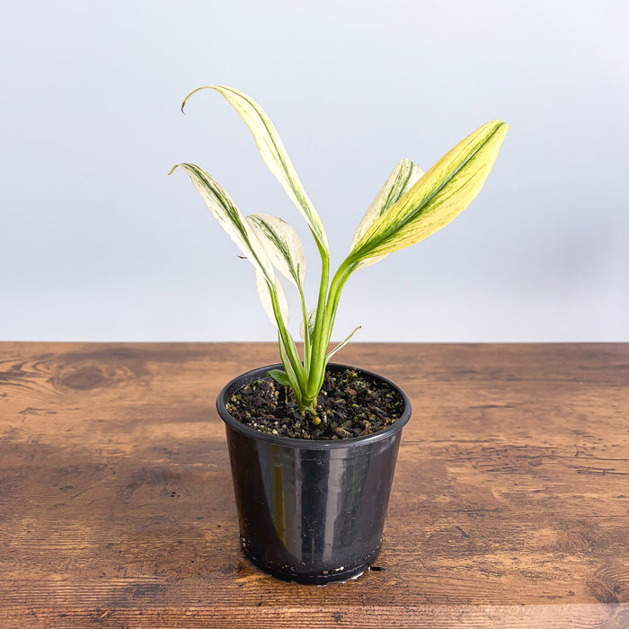 Epipremnum Amplissimum Silver | The Plant Boys