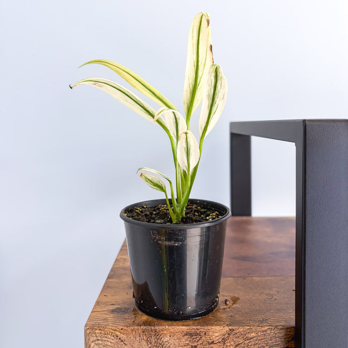 Epipremnum Amplissimum Silver | The Plant Boys