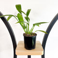 Epipremnum Amplissimum
