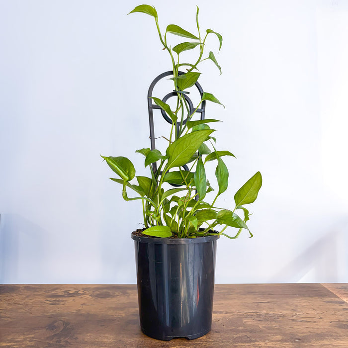 Epipremnum Pinnatum Skeleton Key Pothos | The Plant Boys