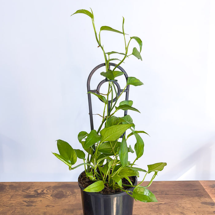 Epipremnum Pinnatum Skeleton Key Pothos | The Plant Boys