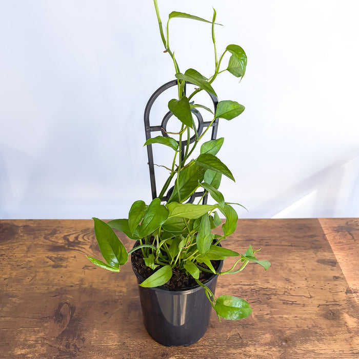 Epipremnum Pinnatum Skeleton Key Pothos | The Plant Boys