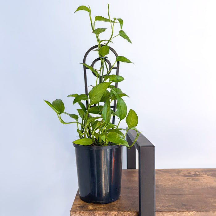 Epipremnum Pinnatum Skeleton Key Pothos | The Plant Boys