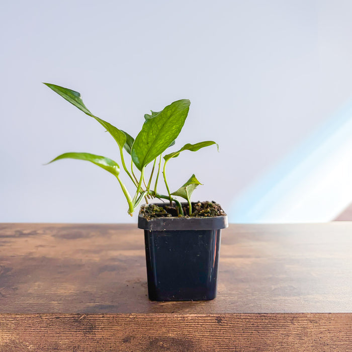 Epipremnum Pinnatum Skeleton Key Pothos | The Plant Boys