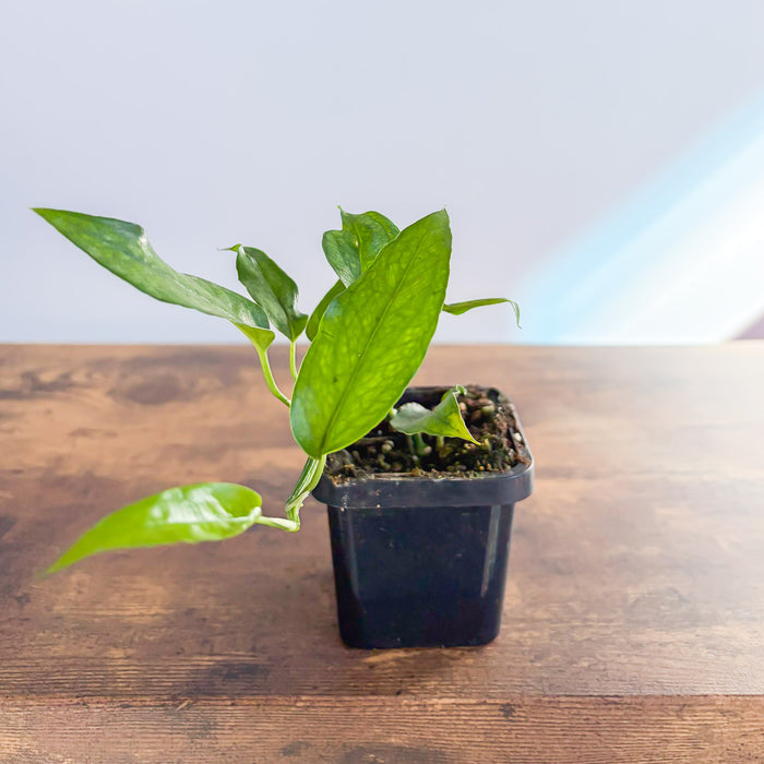 Epipremnum Pinnatum Skeleton Key Pothos | The Plant Boys
