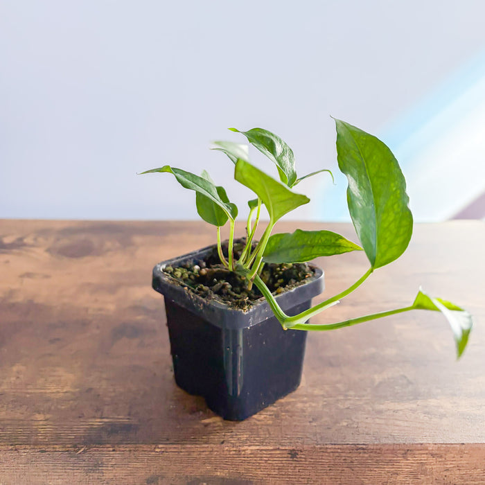 Epipremnum Pinnatum Skeleton Key Pothos | The Plant Boys