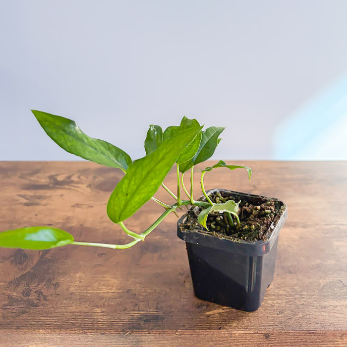 Epipremnum Pinnatum Skeleton Key Pothos | The Plant Boys
