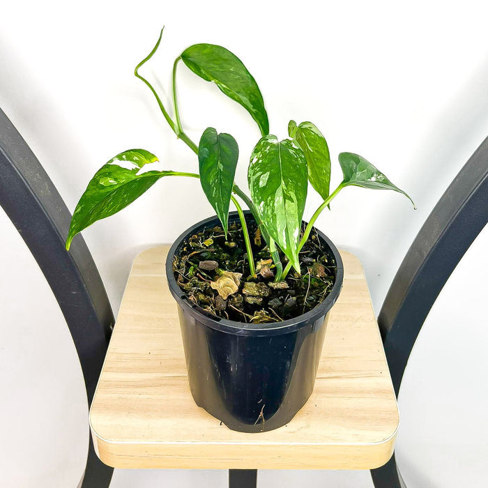 Epipremnum Pinnatum Variegated Dragon Tail Pothos | The Plant Boys