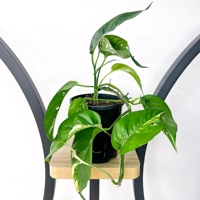 125mm Pot