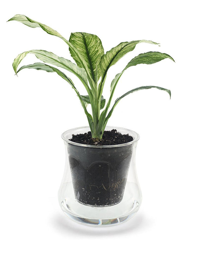 Extra-Large Glass Self-Watering Pot | The Plant Boys