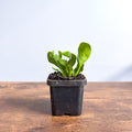Fern Asplenium Cobra | The Plant Boys