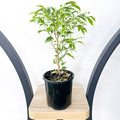 Ficus Benjamina Baby Bonsai | The Plant Boys