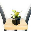 Ficus Elastica Shivereana