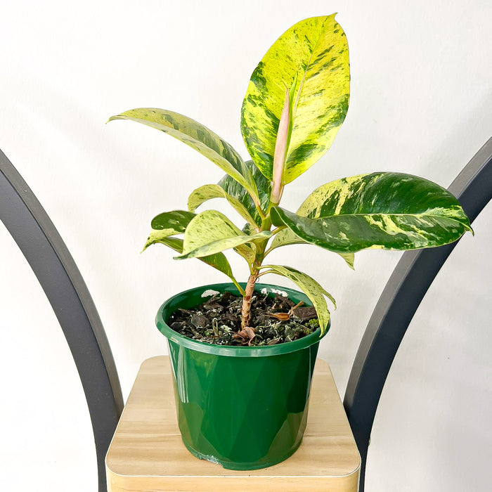 130mm Pot