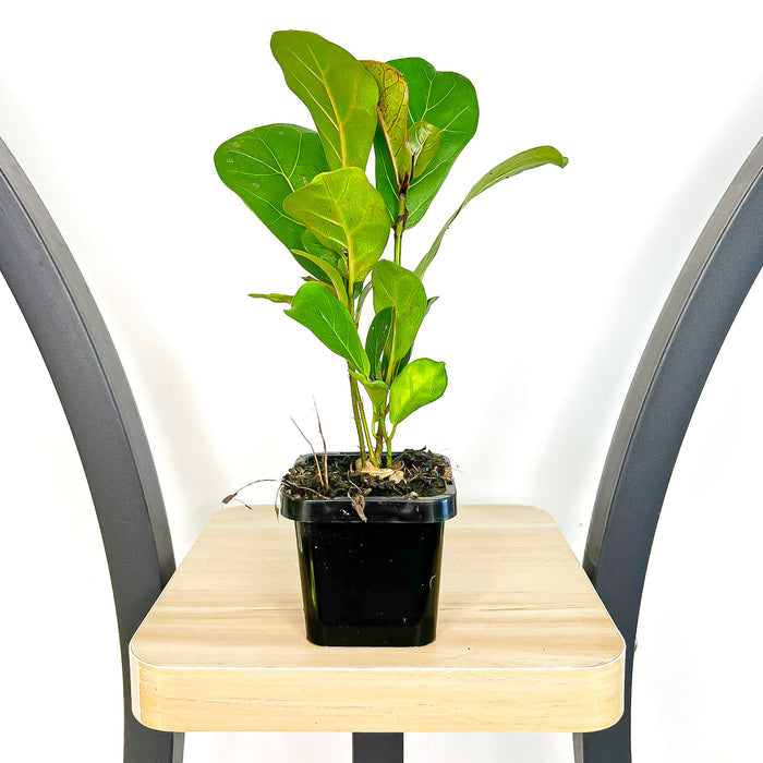 Ficus Lyrata Bambino Dwarf Fiddle Leaf Fig | The Plant Boys